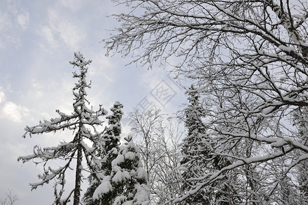 初冬的针叶林有雪和白霜图片