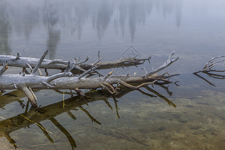 在爱达荷州斯坦利湖沿岸堕落的树图片