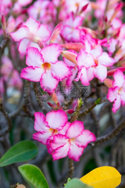花卉背景热带花卉粉色Adenium沙漠玫瑰图片
