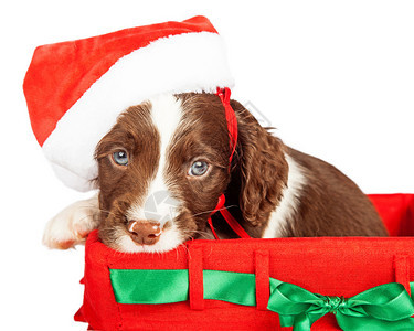 Spaniel小狗穿着圣诞老人帽子图片