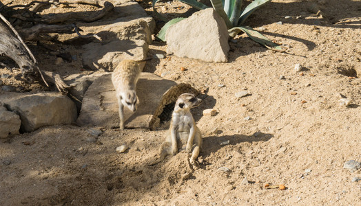 猫鼬野生动物动物图片