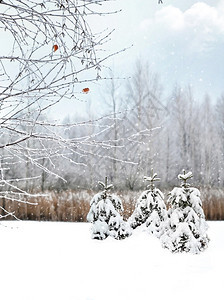 圣诞贺卡冬季景观图片