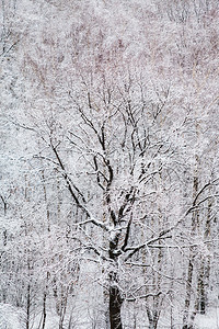 冬季白雪森林中的黑橡树图片