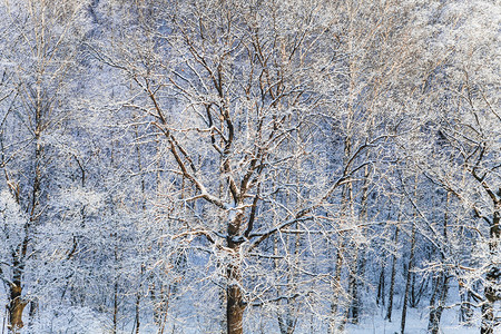 冬季雪林中积雪覆盖的橡树和白桦树图片