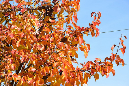 树的秋叶图片