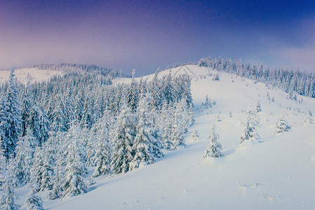 吉林雾凇神奇的冬季雪覆盖了树喀尔巴阡山背景