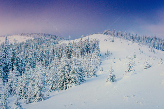 神奇的冬季雪覆盖了树喀尔巴阡山图片