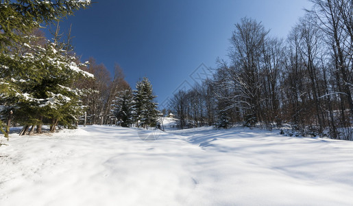 冬天森林路冬天图片