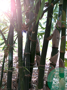 竹子木头永生的根在块状图片
