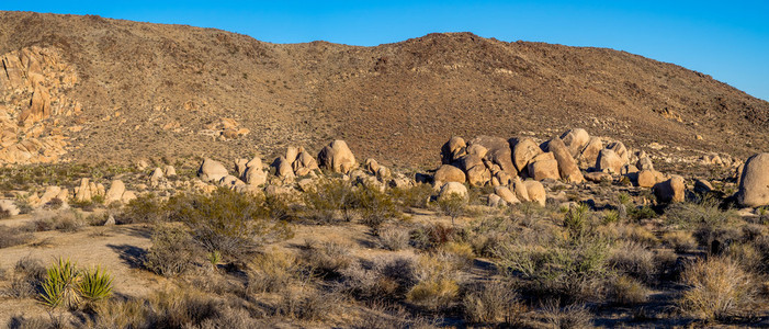 莫哈韦和科罗拉多沙漠生态系统相会的美国加利福尼亚州约书亚树图片