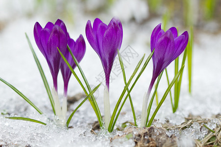 雪地上的紫番红花图片