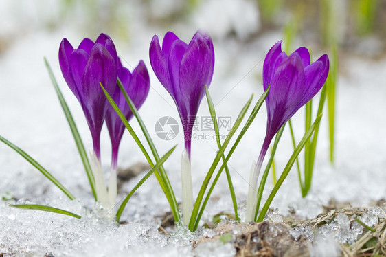 雪地上的紫番红花图片