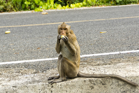 野生猴子在泰国吃香蕉图片