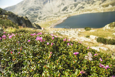 山花Rhododendendron背景有山图片