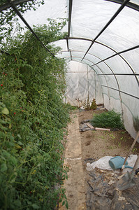 温室植物花卉和园艺蔬菜图片