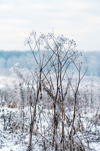 雪覆盖干草的冬季场景图片