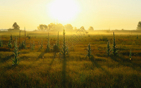 雾蒙的早晨树林附近草地上的干草图片