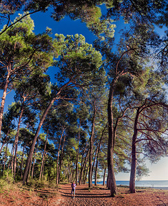 海边的松树林蓝天图片