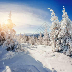 吉林雾凇神奇的冬天积雪覆盖的树喀尔巴阡山脉的日落乌克兰背景