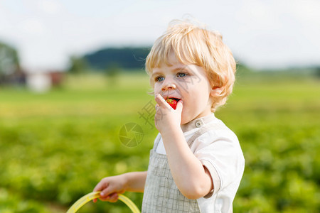 美丽的金发小男孩在有机采摘草莓农场采摘和吃草莓收获领域健康食品儿童园图片