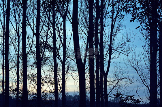 秋季或冬季美丽的自然全景黑色剪影树干图片