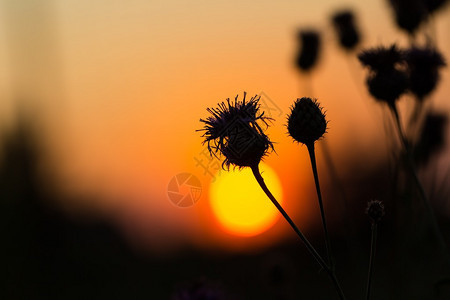 夕阳天空上蓟花的剪影图片
