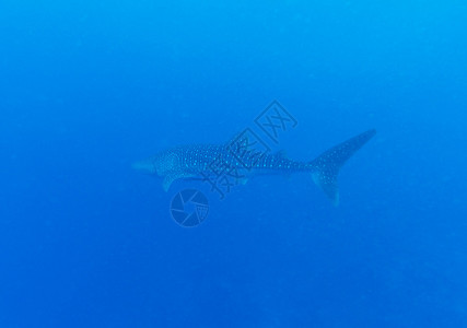 马尔代夫鲸鲨Rhincod图片