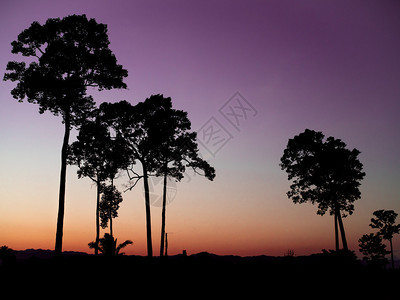 黄昏日落天空中的大树剪影图片