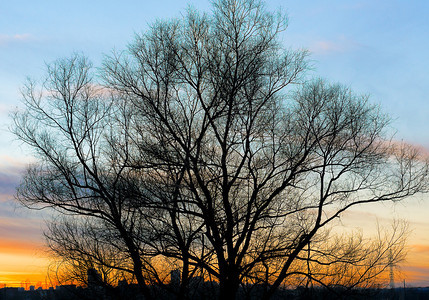 美丽的金色夕阳背景上一棵大老树的剪影图片