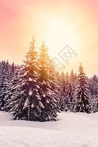 斯洛文尼亚冬季森林朱路亚阿尔卑斯背景图片