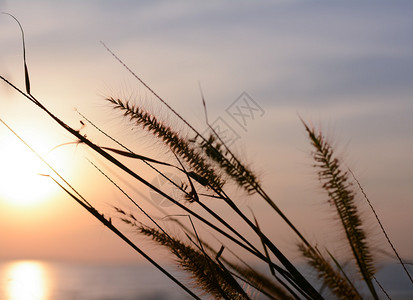 夕阳光与草花图片