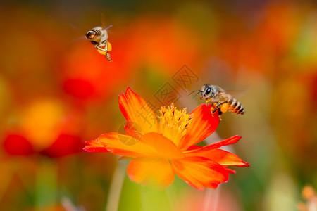 花与蜜蜂的宏观全彩图片
