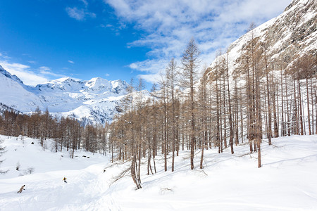 单板滑雪者在雪山森林中滑雪图片