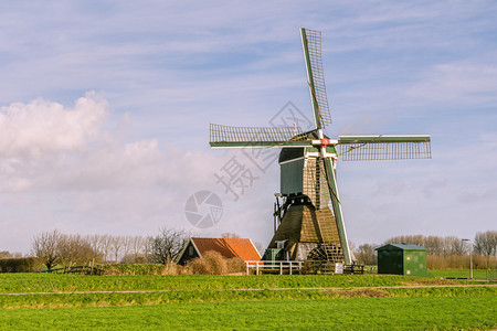 草原和蓝天之间的典型荷兰风车图片