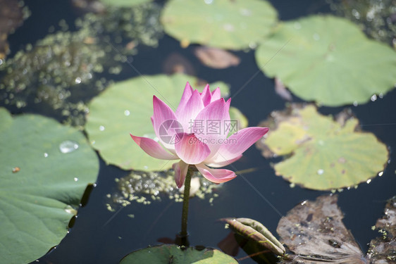 莲花在泰国曼谷市以南的北榄市在东南亚图片