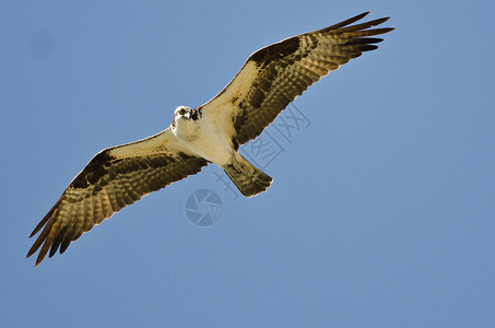 鱼鹰在蓝天的翅膀上狩猎图片