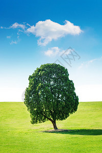 一棵树田野里的树蓝天图片