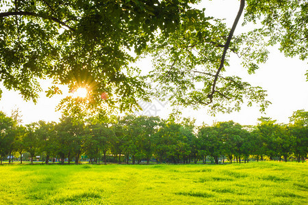 阳光明媚的大城市公园绿草场图片
