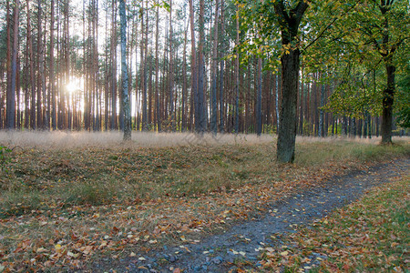 林间小路上散落着五颜六色的树叶图片