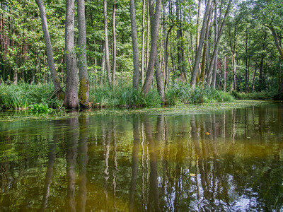 缓慢漂浮的河水与树木的倒影图片
