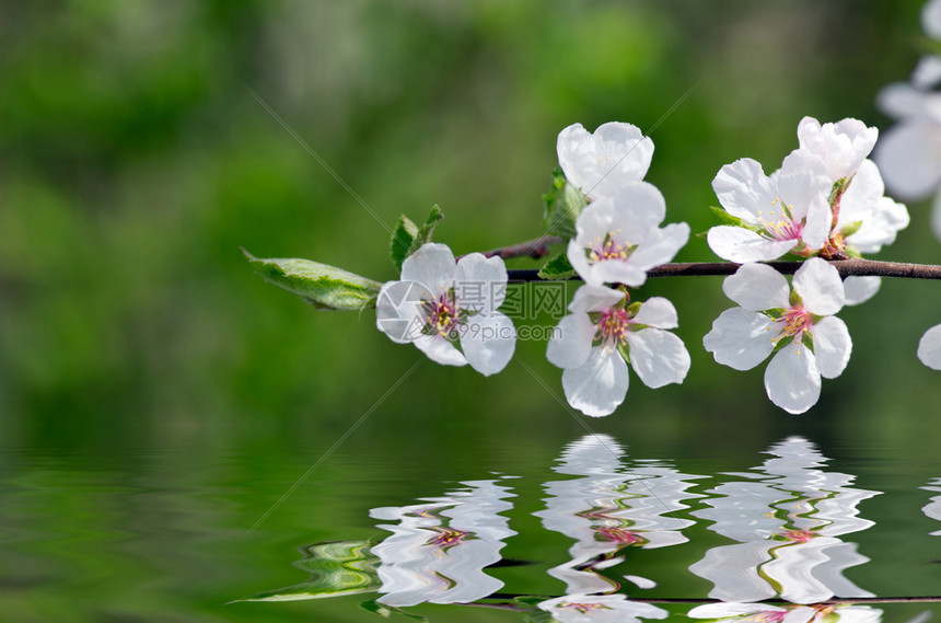 春暖花开枝图片