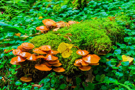 秋天颜色树林里的蘑菇图片