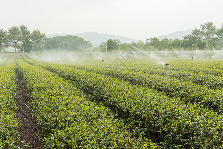 茶园的洒水器图片