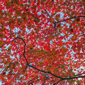 日本秋天的枫树图片