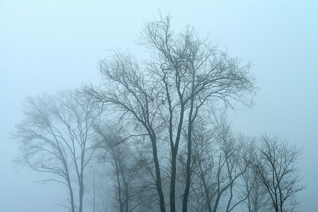 树木和乌鸦的阴沉迷雾景观图片