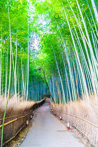 京都亚林山美丽的竹木森林图片