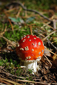 林中青蛙FlyAgaric图片