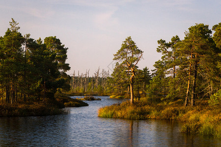 有森林的沼泽湖在日落图片