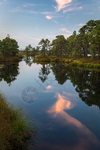 有森林反射的沼泽湖图片