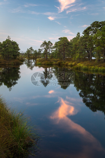 有森林反射的沼泽湖图片